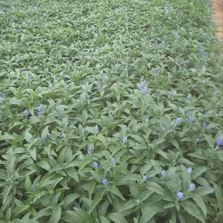 现起苗鼠尾草  鼠尾草供应  鼠尾草种植基地