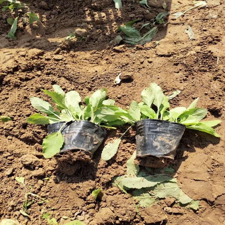 鼠尾草大量供应  鼠尾草幼苗  鼠尾草种子供应服务商