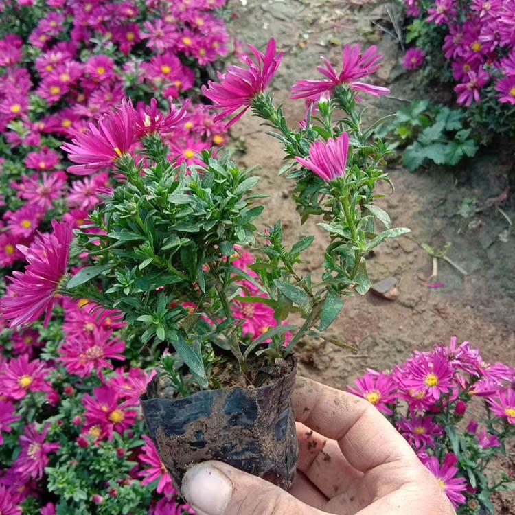 荷兰菊行情 荷兰菊基地 春彩花卉 大量出售荷兰菊