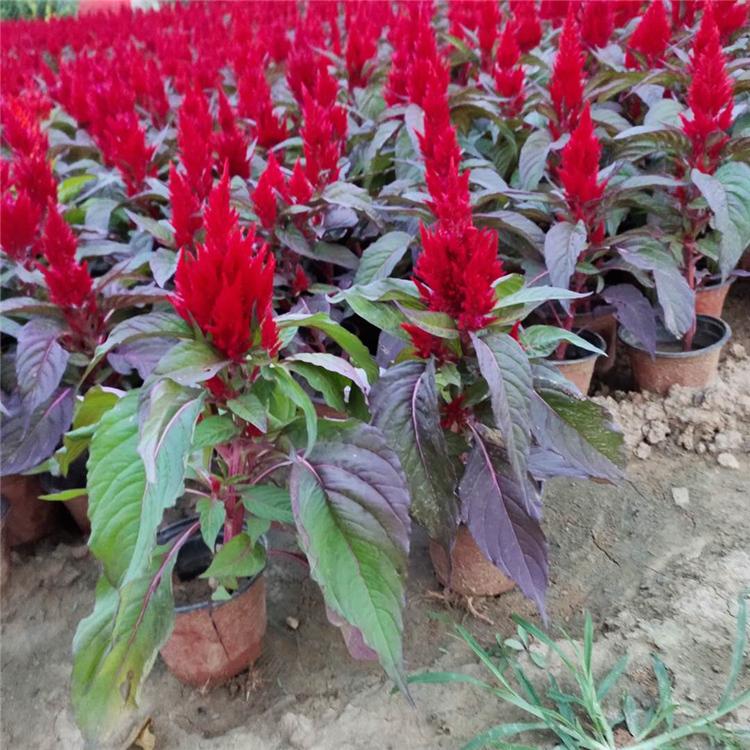 青州草花 世纪红基地 量大优惠 大盆鸡冠花