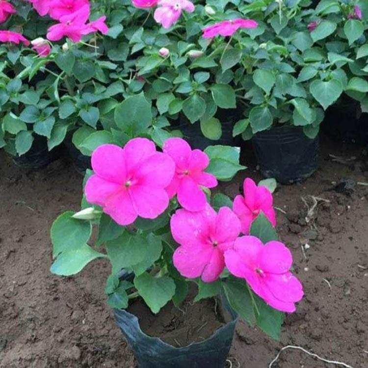 大量供应凤仙 观花凤仙花苗 河北凤仙花批发商