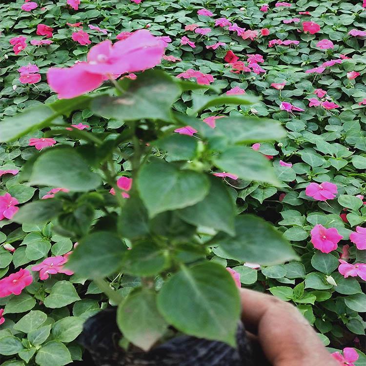 凤仙花卉直销 来电详询 长势好的凤仙盆花