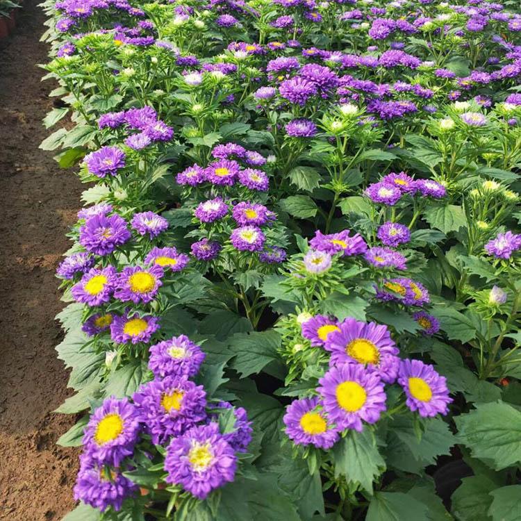 翠菊 翠菊花苗报价 优良翠菊基地