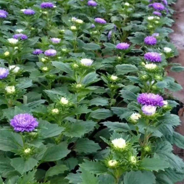 优价直销翠菊花苗 春彩大量供应翠菊 山东翠菊基地