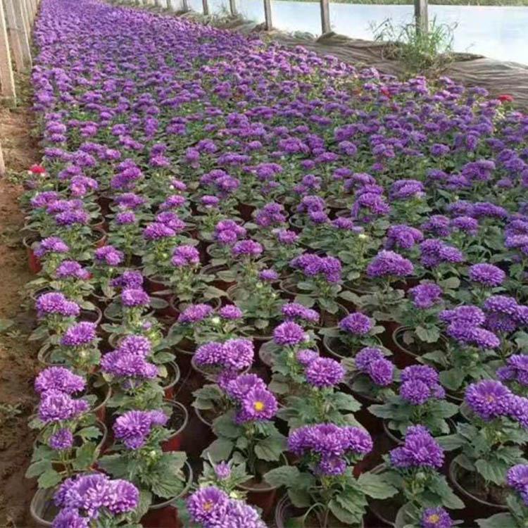 优价直销翠菊花苗 翠菊种植培育 翠菊批发商