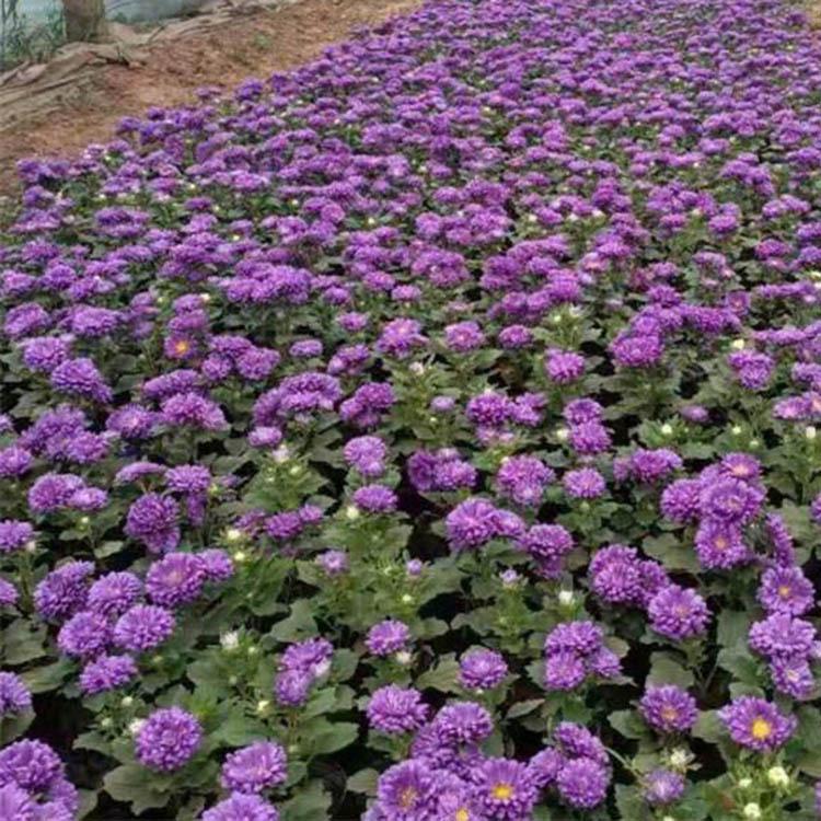 销量好翠菊花苗 翠菊预定 翠菊批发商