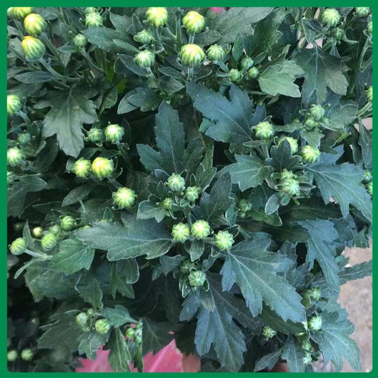 千头菊批发报价 苗圃直销国庆菊盆花