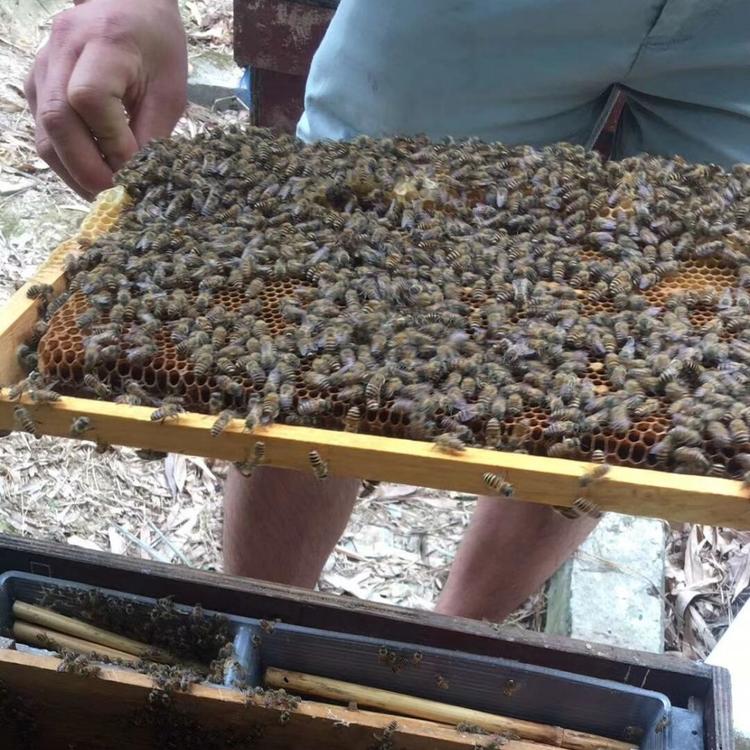 许昌有大批蜜蜂批发出售 价格合适