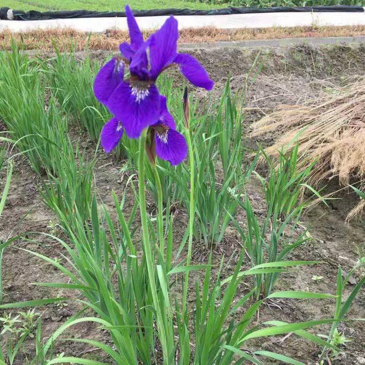 花菖蒲