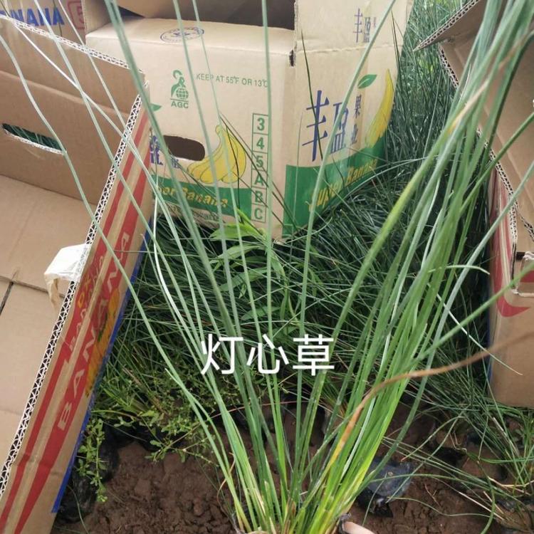 灯心草