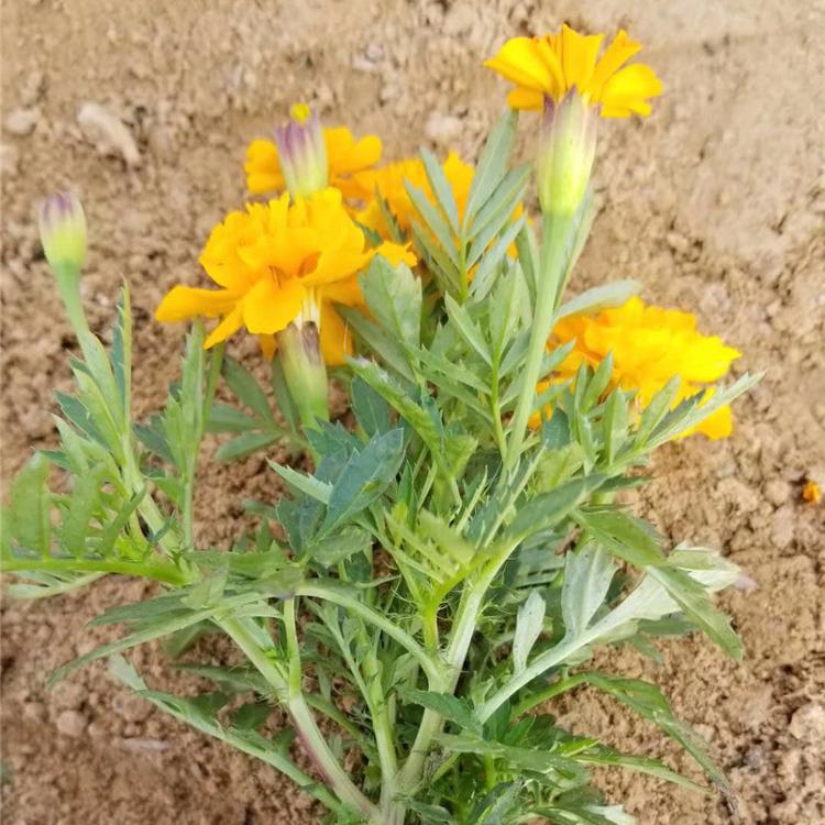 孔雀草大量有货  青州孔雀草价格