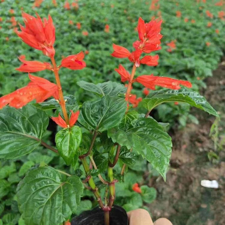 慧帆花卉 一串红基地 青州串红小苗批发