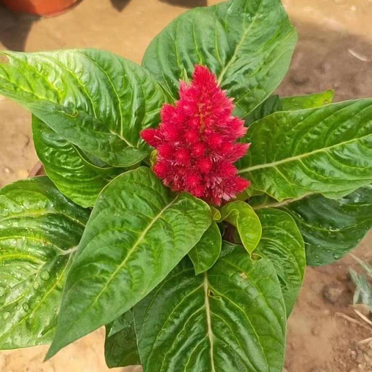 一支笔种植基地 岱青基地直销 山东一支笔小苗