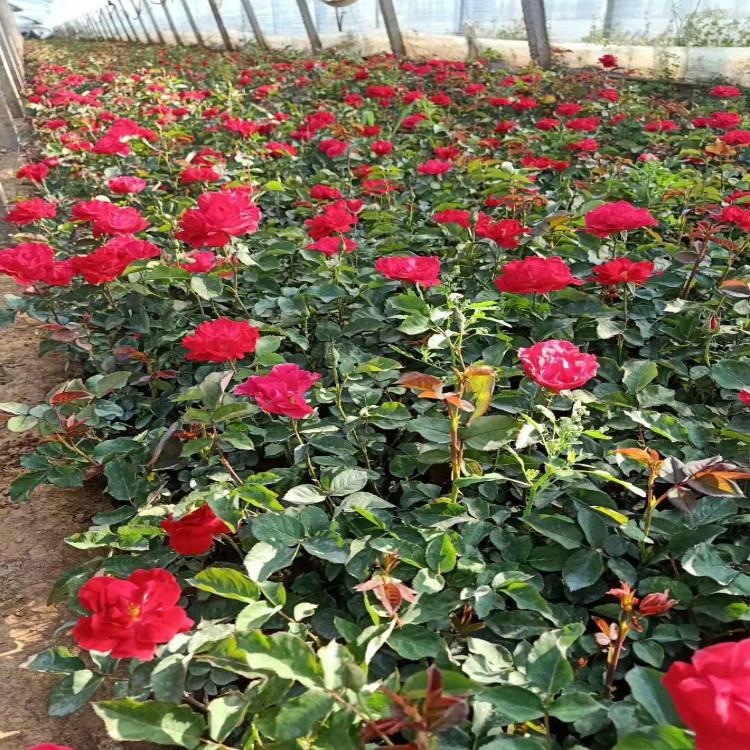 红帽月季价格红帽月季小苗自家苗圃供货