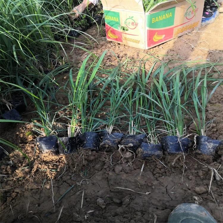 拂子茅