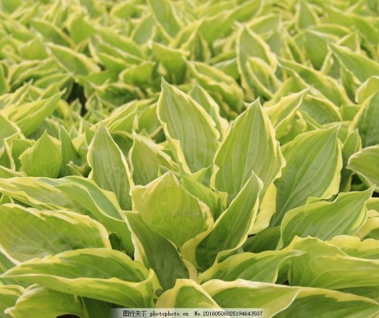 玉簪营养杯苗双色盆苗种植户直销基地出售玉簪苗