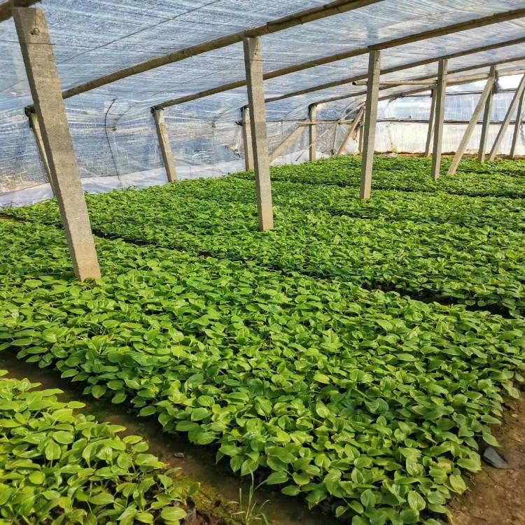 玉簪多品种玉簪现货直销青州天一花卉供应优良玉簪苗