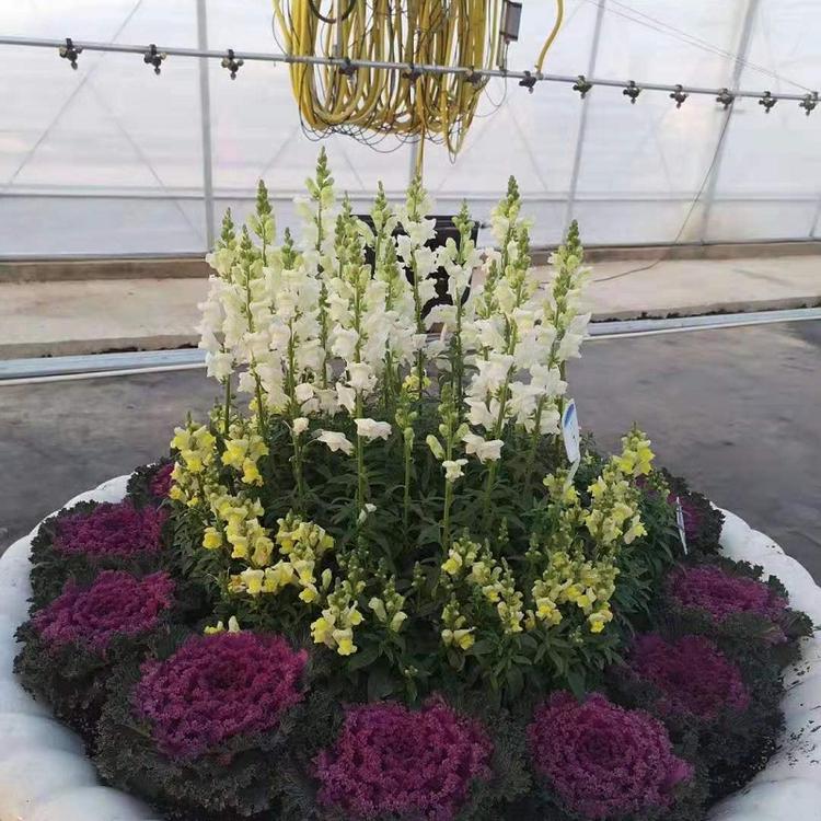 小涵供应各种耐寒植物羽衣甘蓝