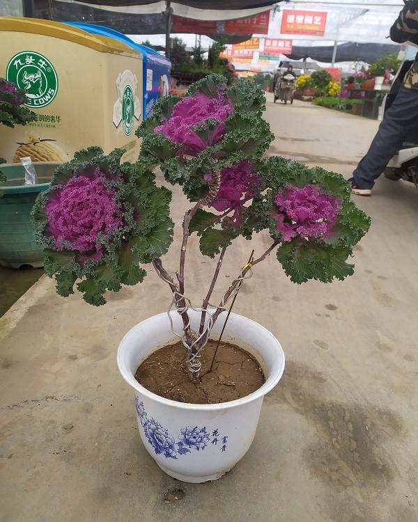 羽衣甘蓝价格