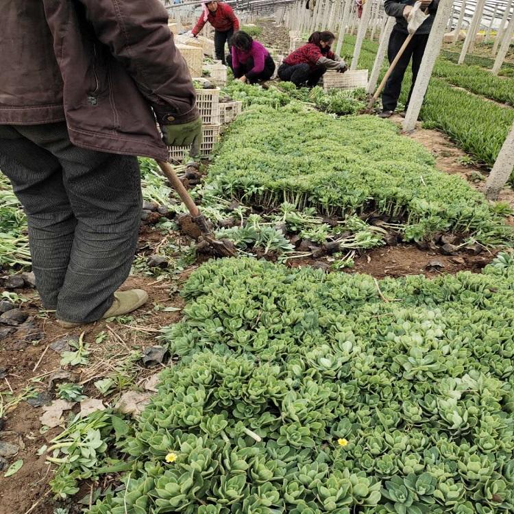 八宝景天  荒坡绿化植物 撒种易成活 花期长 观赏性好