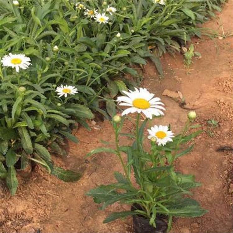 基地直销大滨菊  西洋滨菊价格  大滨菊种植基地