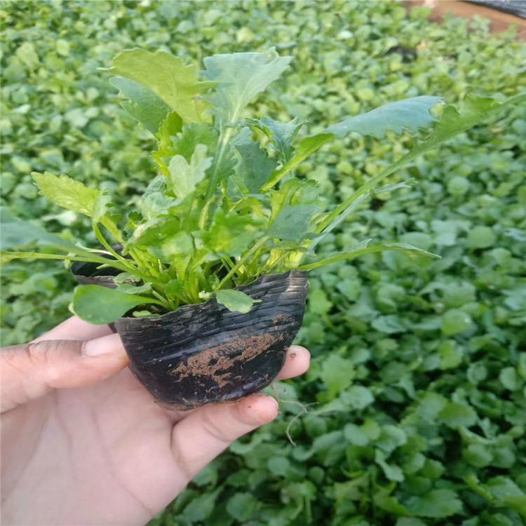 绿化苗木大滨菊  大滨菊价格  大滨菊种植基地