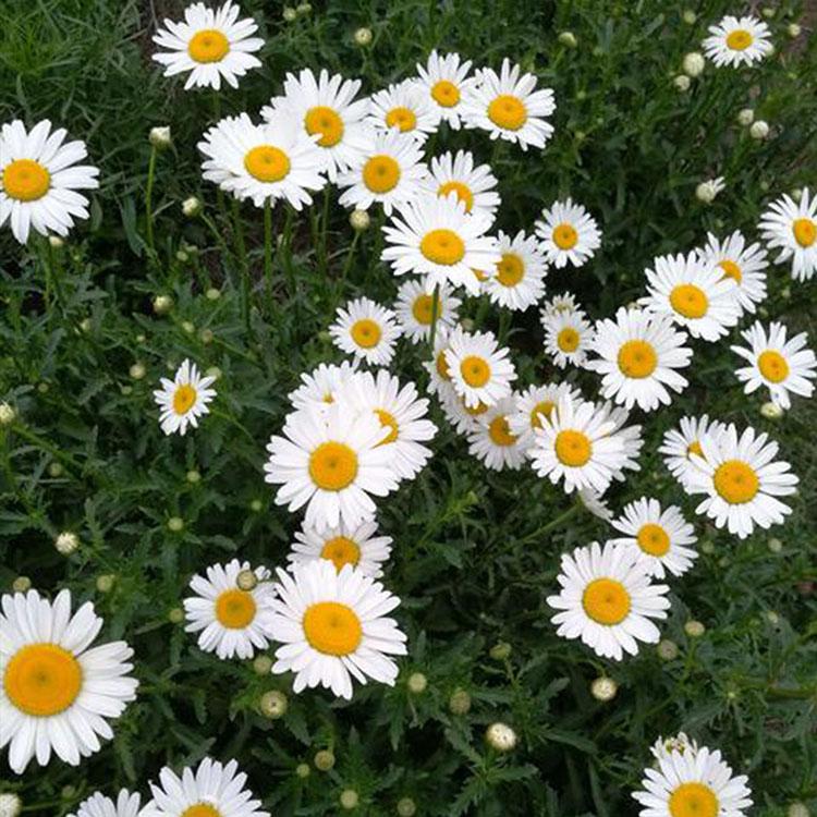 青州大滨菊小苗供应商 花期长 观赏性好