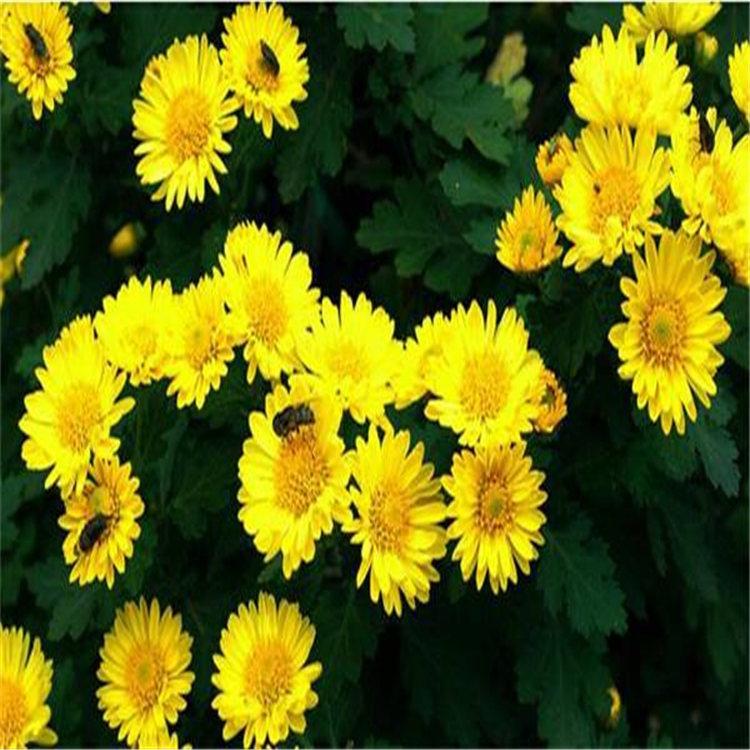 绿化景观用国庆菊  大盆国庆菊价格  基地直销