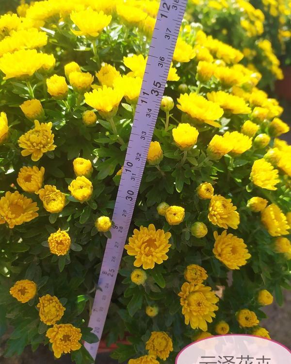 基地直销国庆菊  盆栽国庆菊基地  十月一摆租