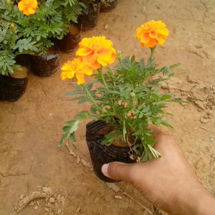 庭园栽培草花孔雀草  青州孔雀草  孔雀草种植基地