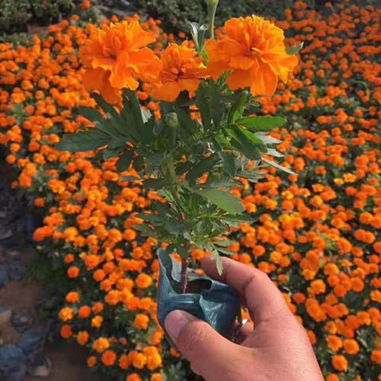 基地直销孔雀草  孔雀草批发  花卉苗木基地供应孔雀草