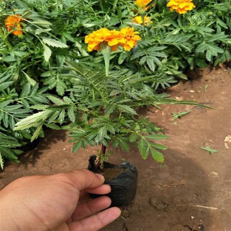 庭园栽培草花孔雀草  苗木批发  孔雀草种植基地