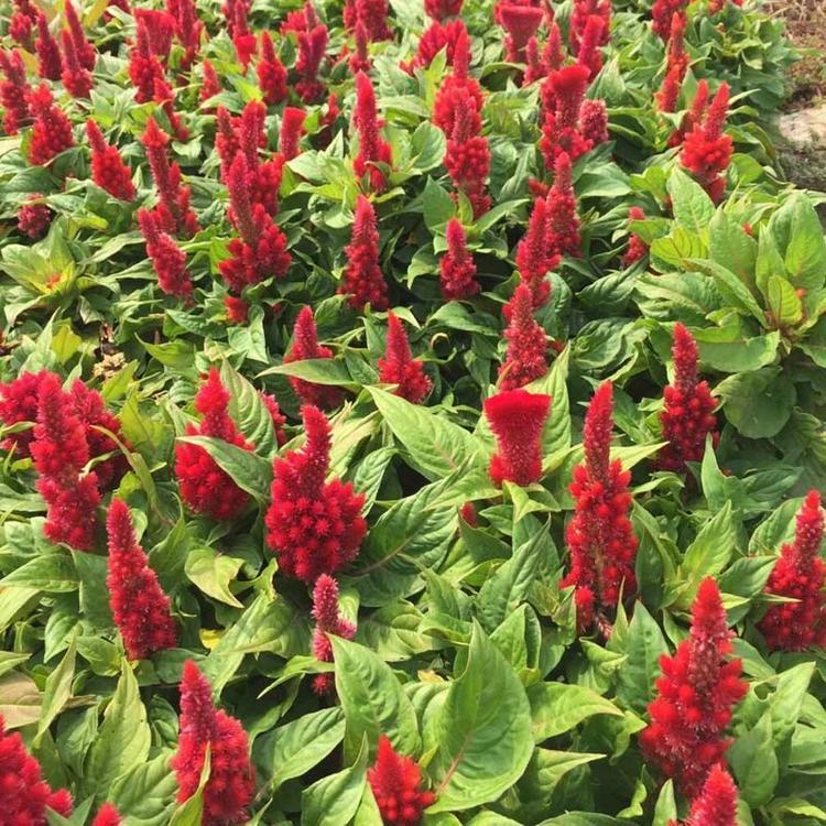 出售双色盆鸡冠花   凤尾鸡冠花  价格优惠