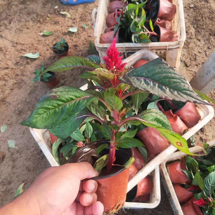 基地直销鸡冠花  出售双色盆鸡冠花    价格优惠
