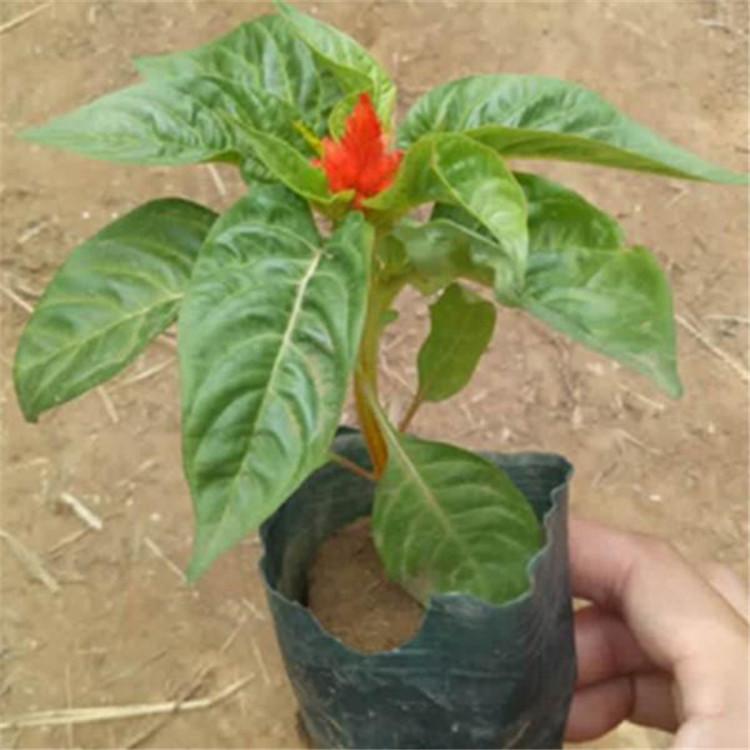 租摆用鸡冠花批发   鸡冠花报价  鸡冠花种植基地
