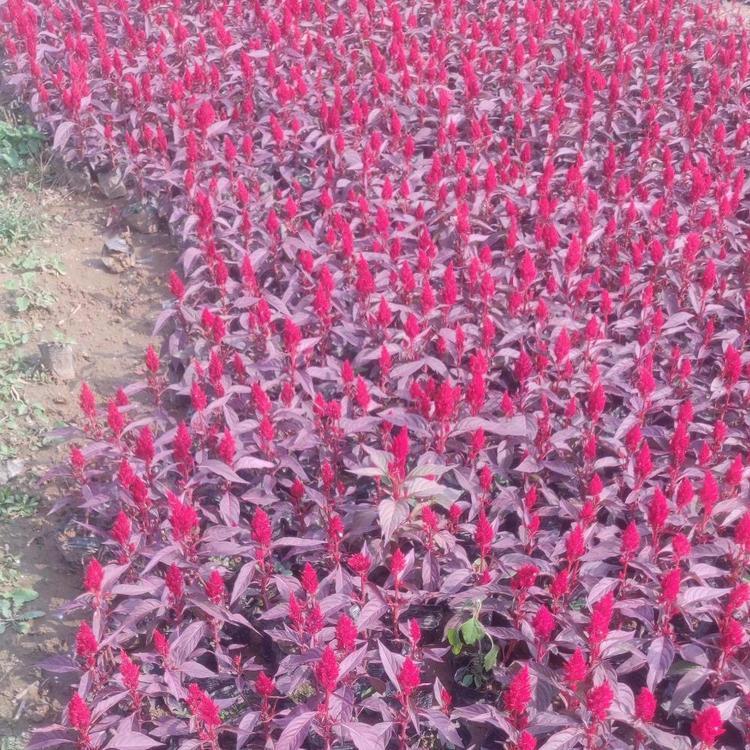 基地直销鸡冠花   一支笔花苗  价格优惠