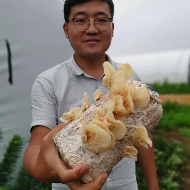 山东特产新鲜干品羊肚耳沙耳珍珠菌基地直销肉壁厚口感脆