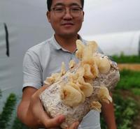 山东特产新鲜干品羊肚耳沙耳珍珠菌基地直销肉壁厚口感脆