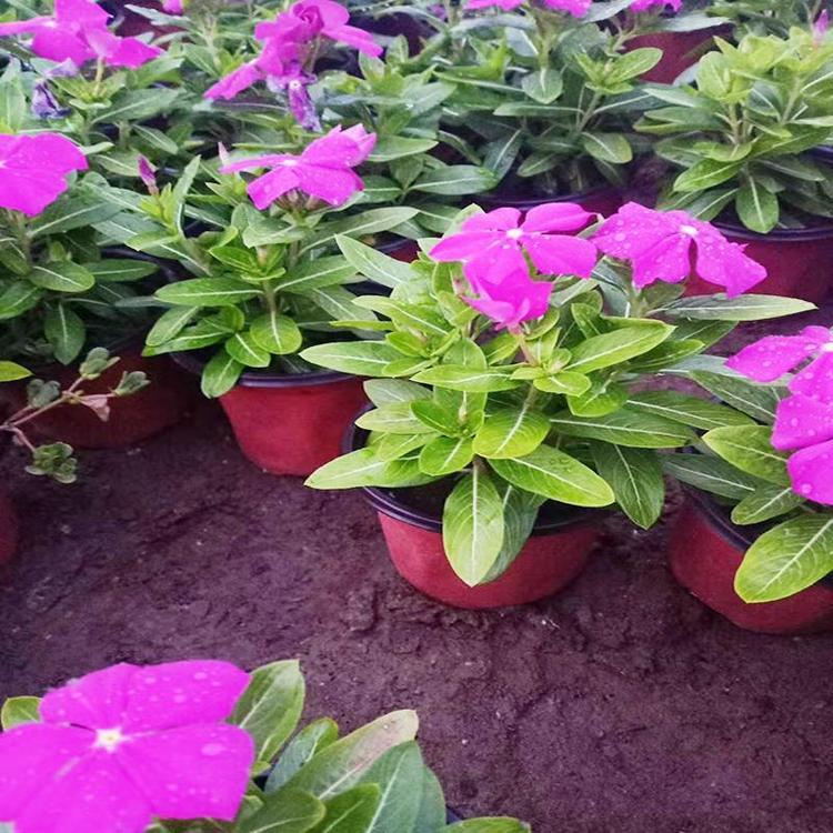 常年供应花苗 长春花  价格优惠