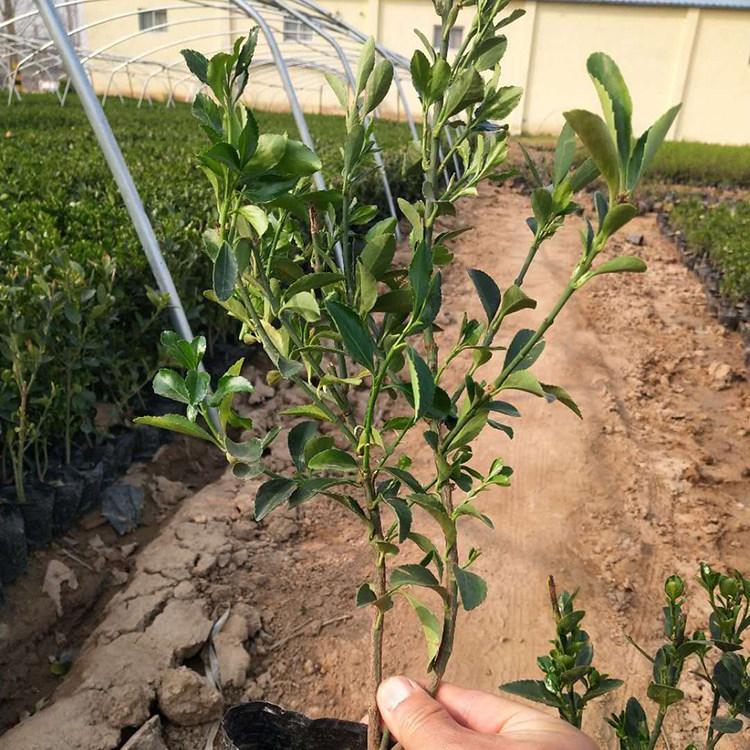 大叶黄杨种植基地 大叶黄杨价格 绿化苗木种植基地