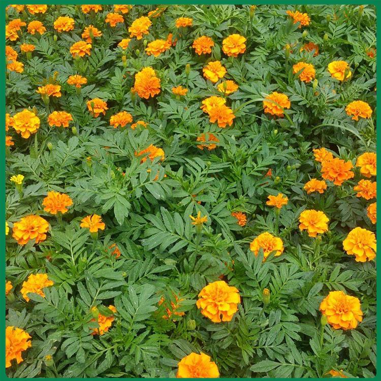 盆栽孔雀草 诺森花卉 孔雀草花苗批发