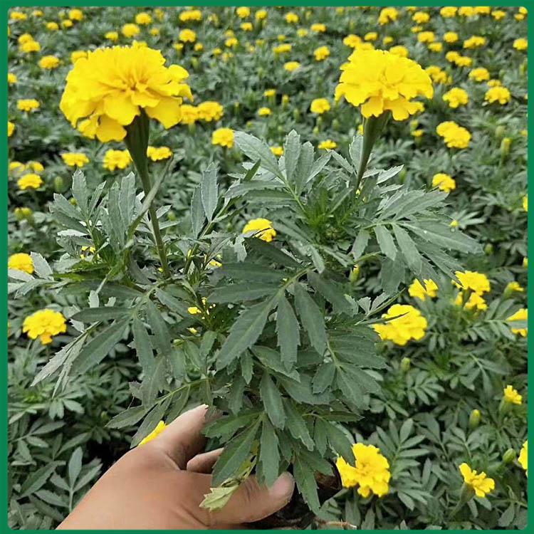 孔雀草营养钵苗 孔雀草盆栽 孔雀草供货商