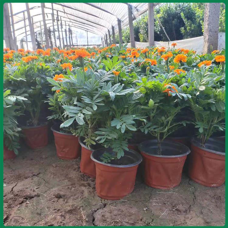 基地直销孔雀草 孔雀草种植基地 江苏孔雀草批发商