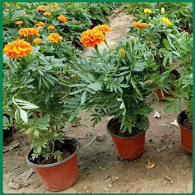 双色盆孔雀草 孔雀草花苗基地 来电详询孔雀草报价