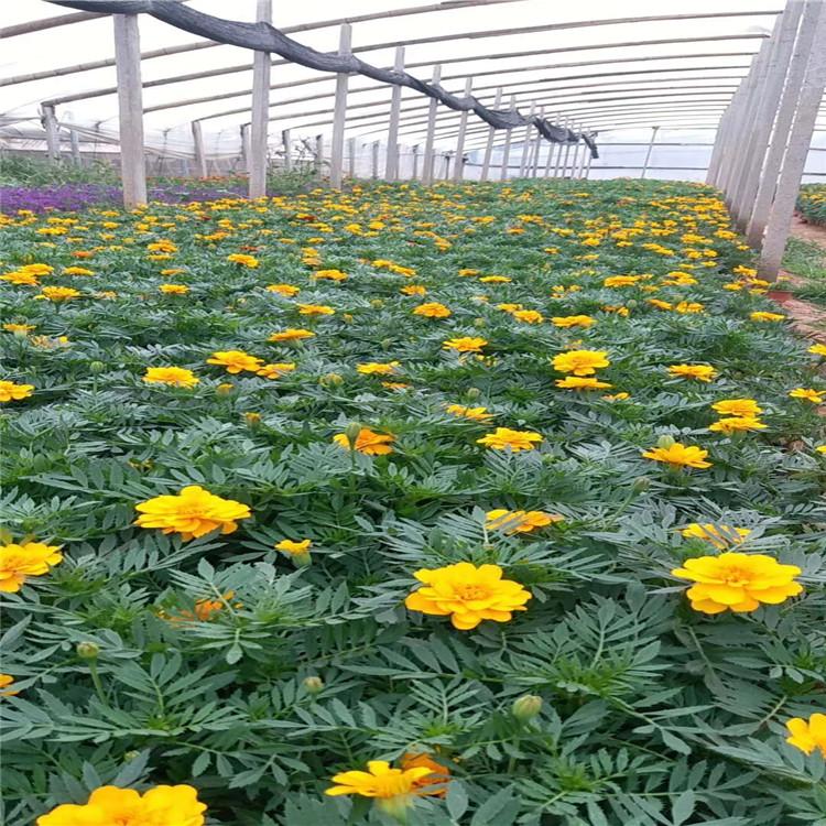 大量出售时令草花   草花种植基地  各种草花批发报价  欢迎咨询