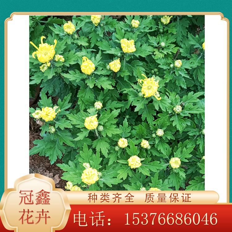 国庆菊报价 大菊花盆栽 大菊花基地 国庆菊基地种植