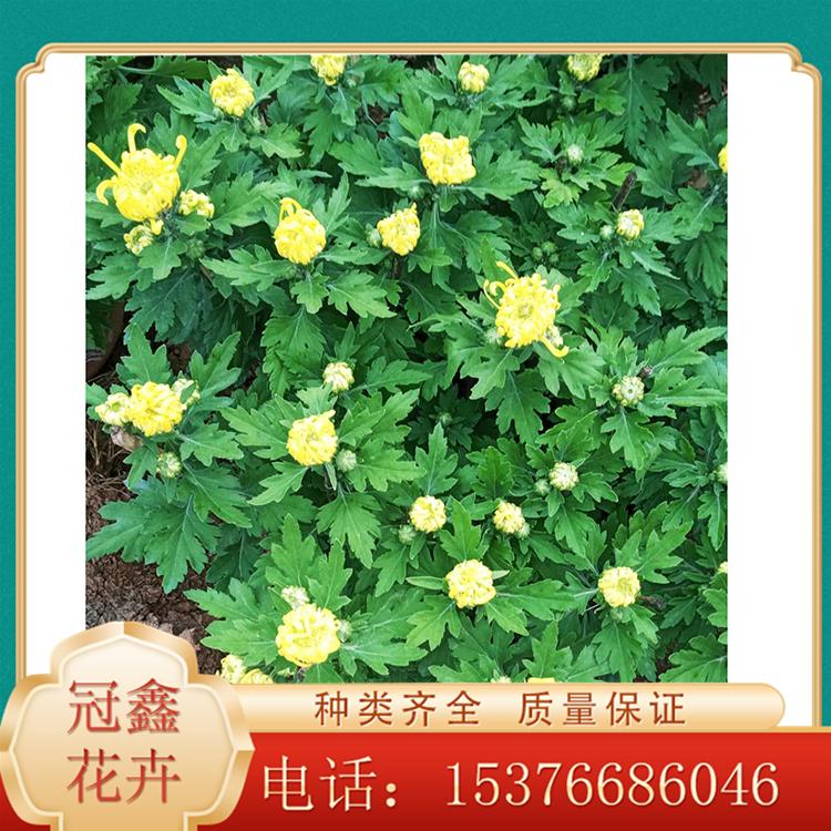 国庆菊 冠鑫花卉基地批发国庆菊 基地直销国庆菊 国庆菊基地种植
