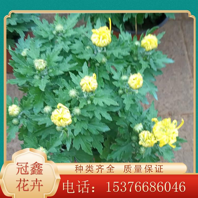 租摆国庆菊 国庆菊盆栽