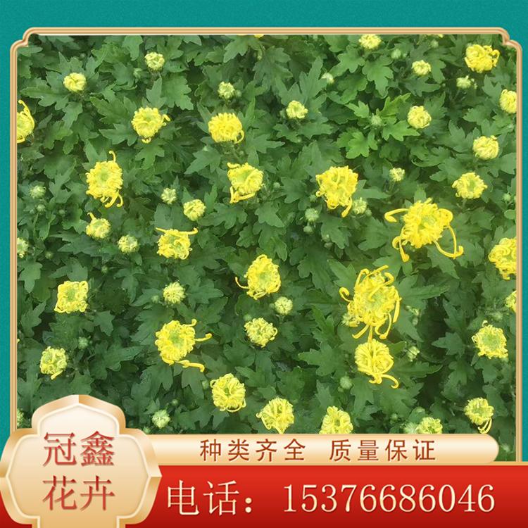 大菊花 青州冠鑫 基地直销国庆菊 青州大菊花