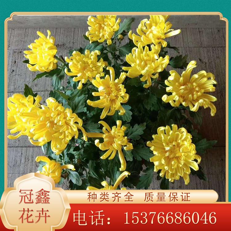 大菊花批发商 租摆国庆菊 基地直销国庆菊 大量种植九月菊
